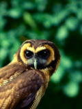 wood owl